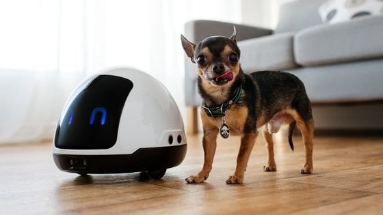 MIA - A friendly robot for cats and dogs by Kolony Robotic