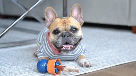 Bully Buddy: A safer solution for dogs who love to chew bully sticks