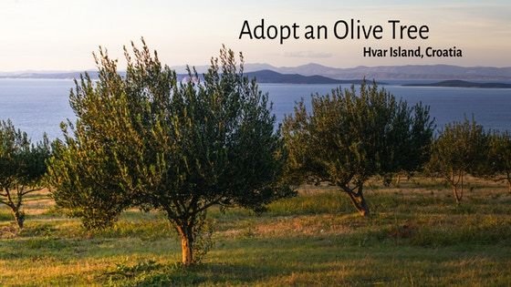 High-Phenolic Olive Oil Straight to your Home