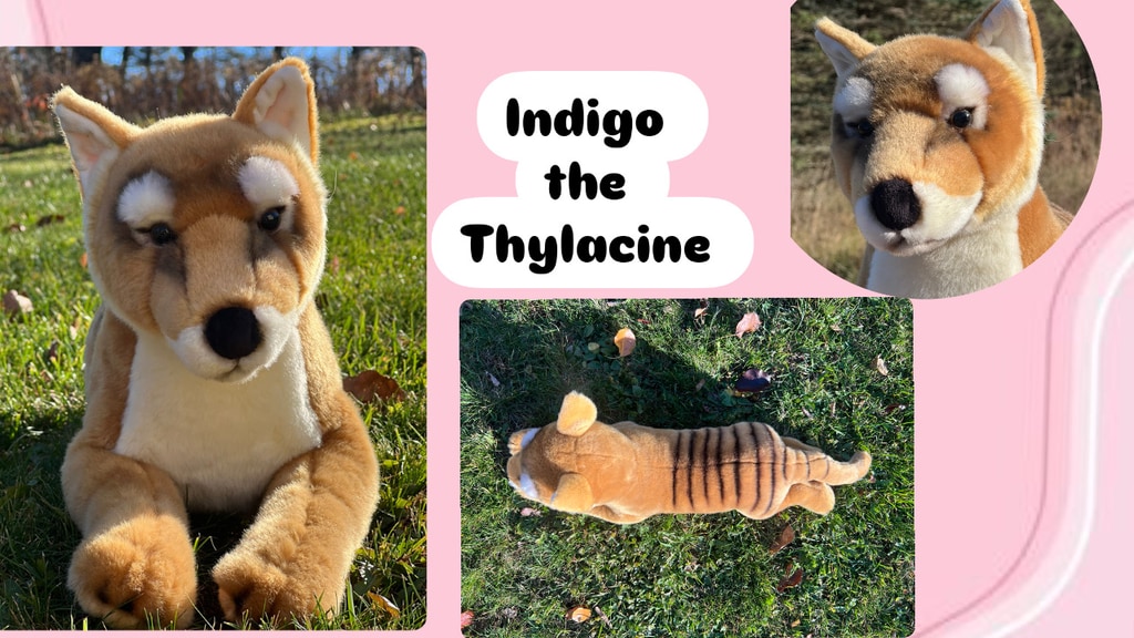 Indigo the Thylacine