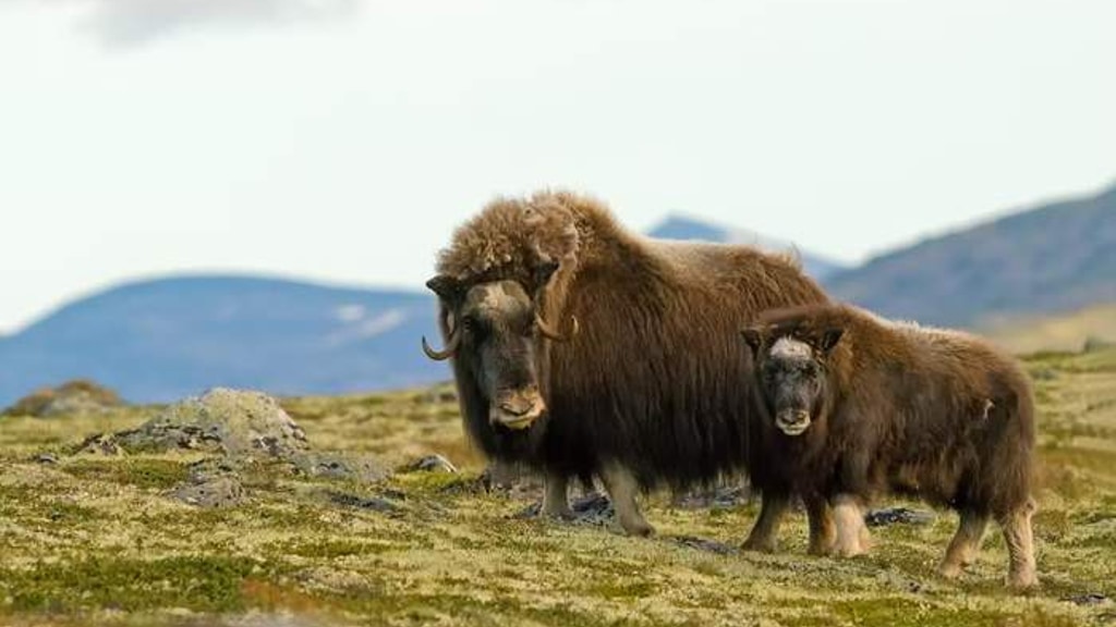 The mystic Musk ox - A book with amazing photos & stories