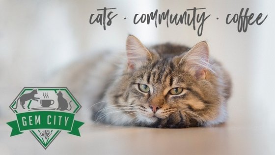 Gem City Catfé: Dayton's Cat Café and Community Space